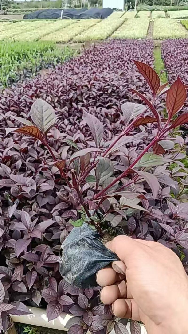 大叶红草