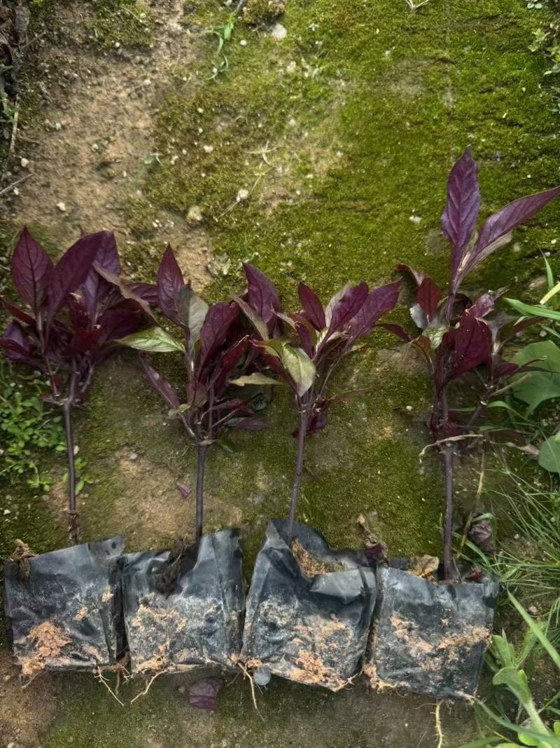 大叶红草