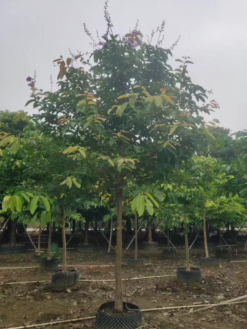 大叶紫薇