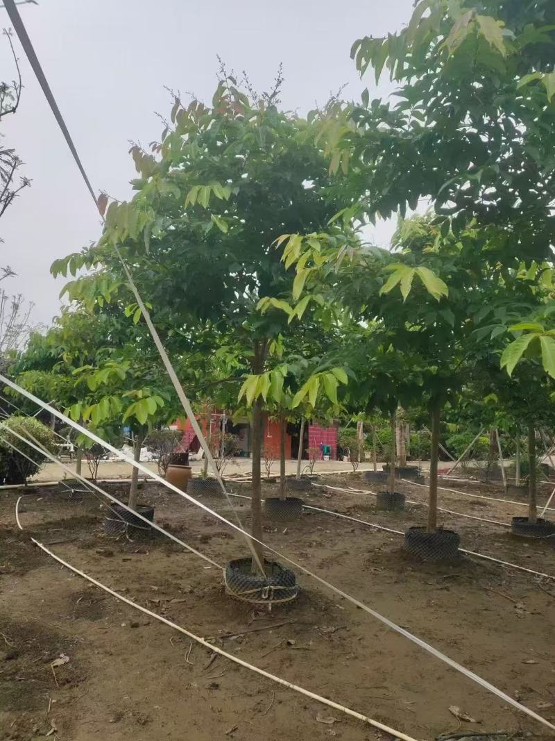 大叶紫薇