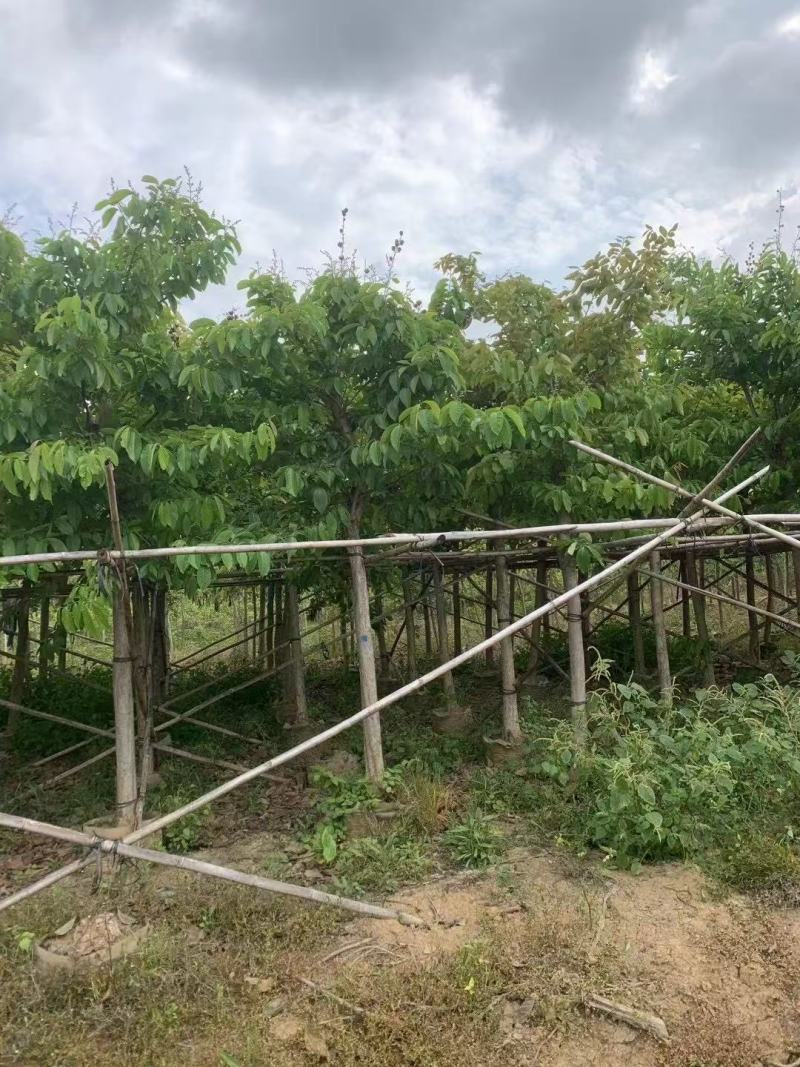 大叶紫薇