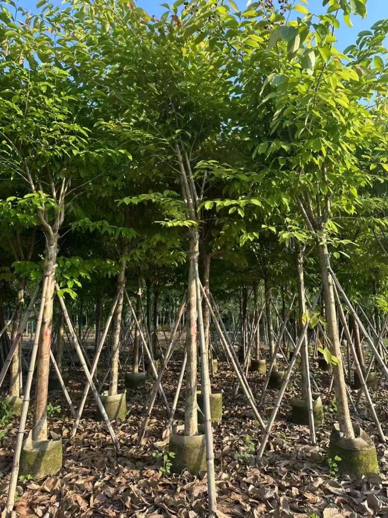 大叶紫薇