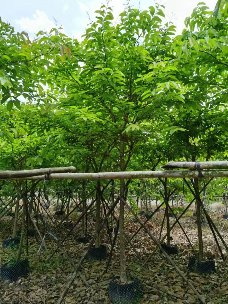 大叶紫薇