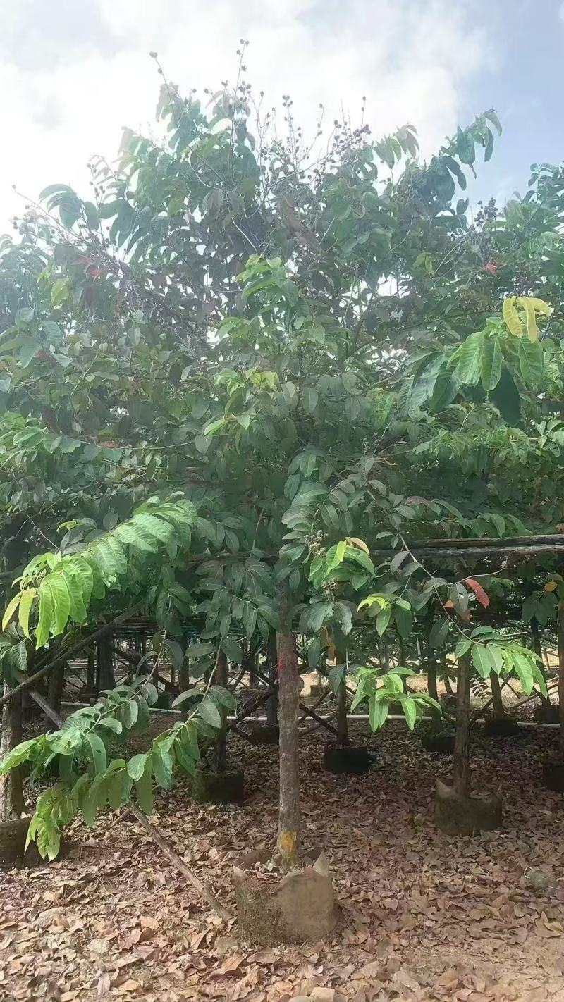 大叶紫薇