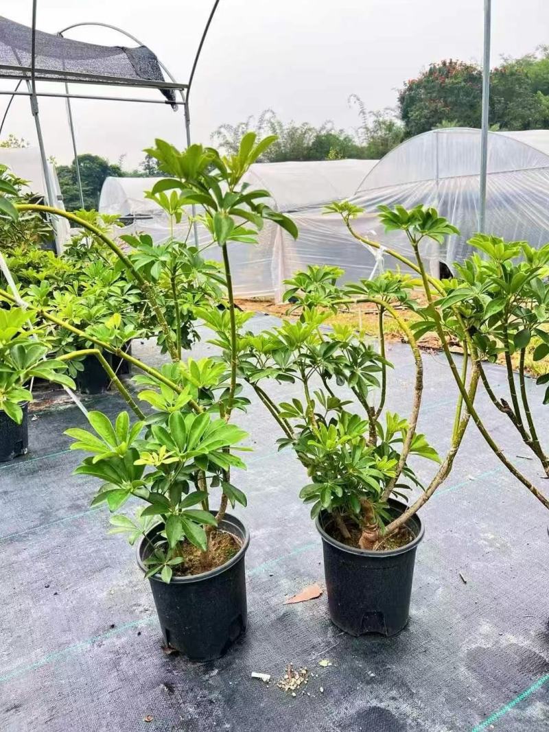 鹅掌柴