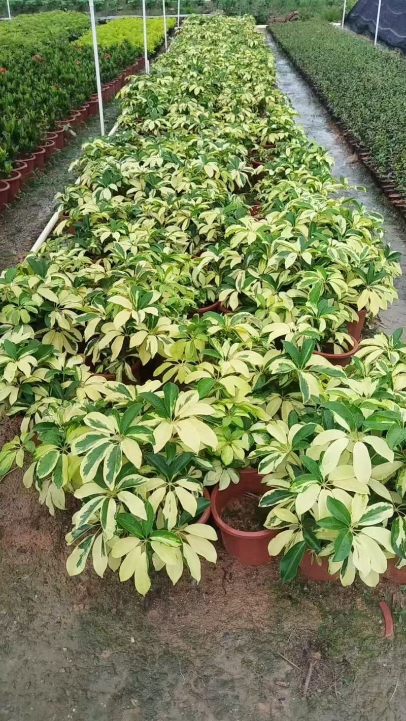 鹅掌柴