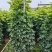 鹅掌柴