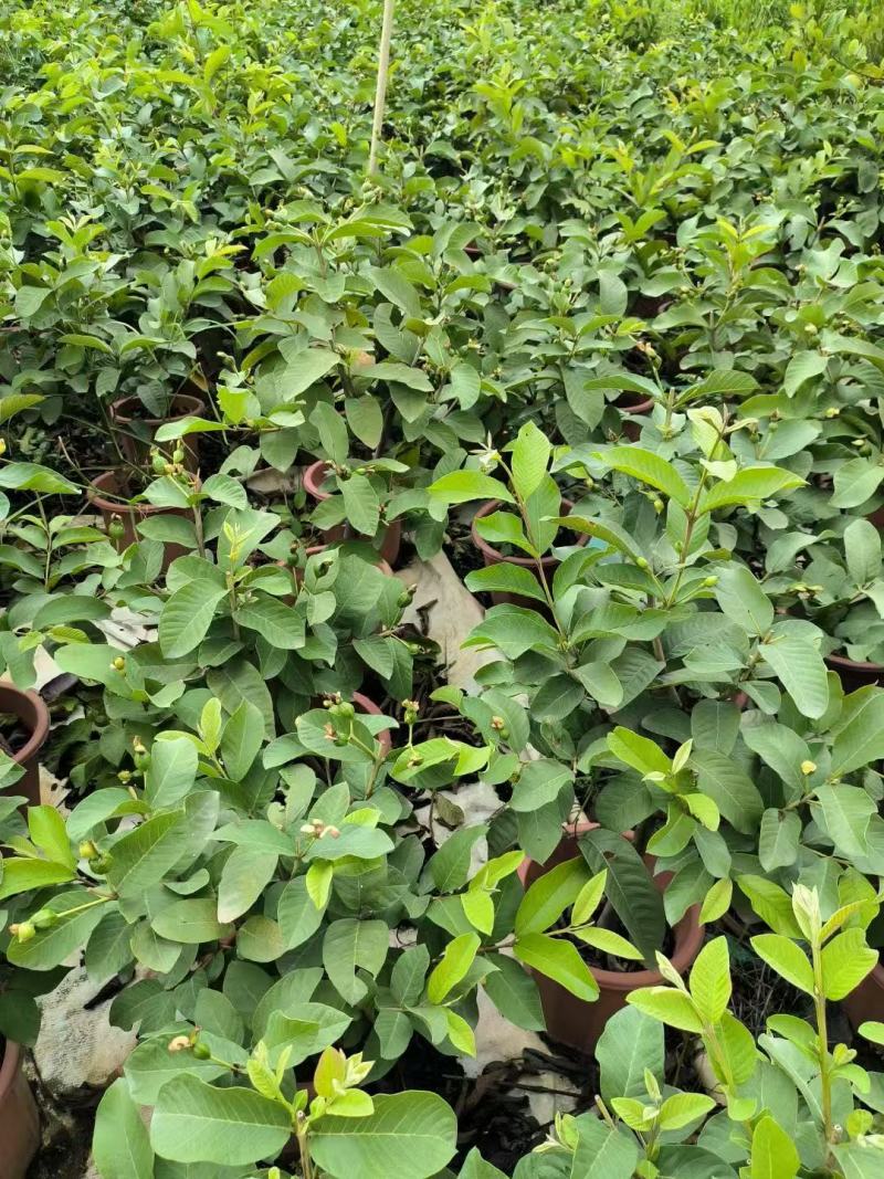 番石榴苗、大量供应各规格嫁接番石榴小苗
