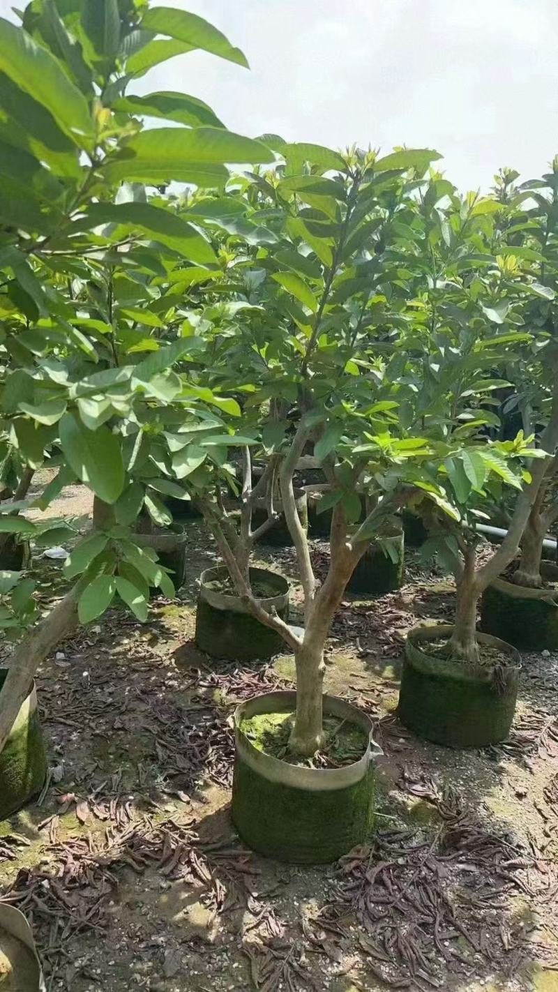 番石榴苗、大量供应各规格嫁接番石榴小苗