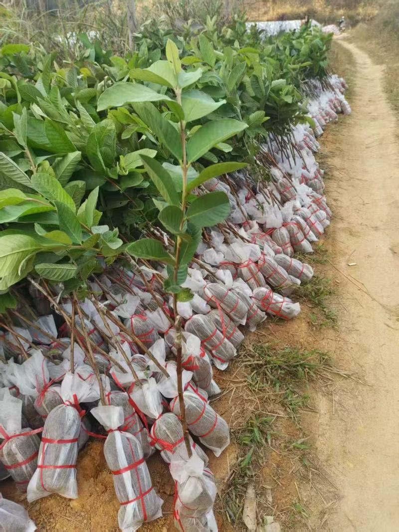 番石榴苗、大量供应各规格嫁接番石榴小苗