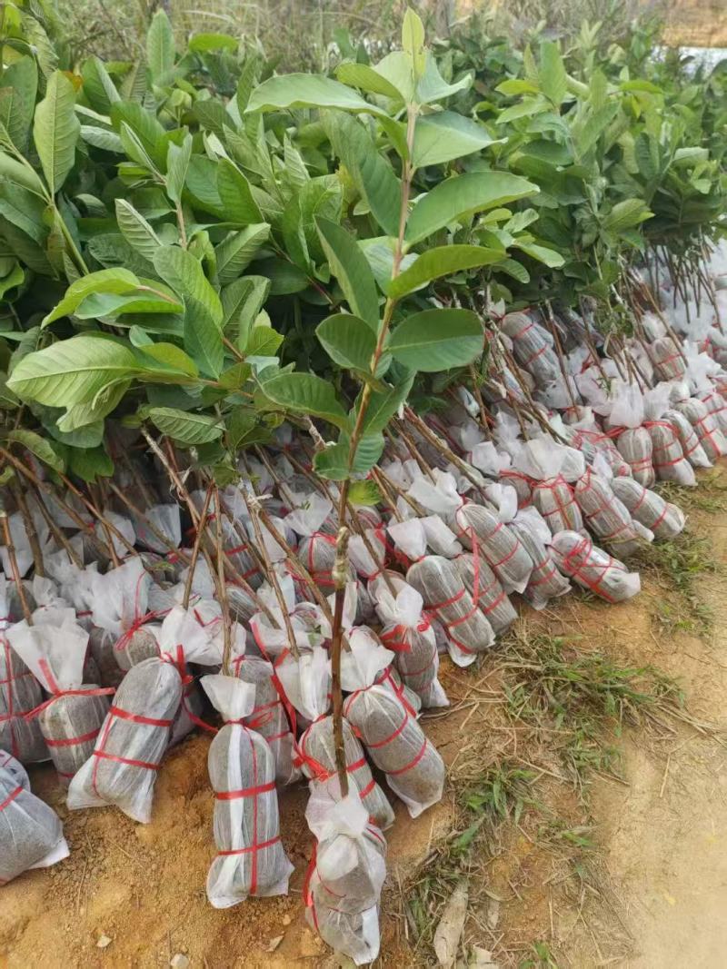 番石榴苗、大量供应各规格嫁接番石榴小苗