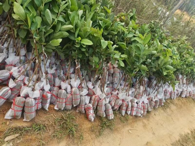 番石榴苗、大量供应各规格嫁接番石榴小苗