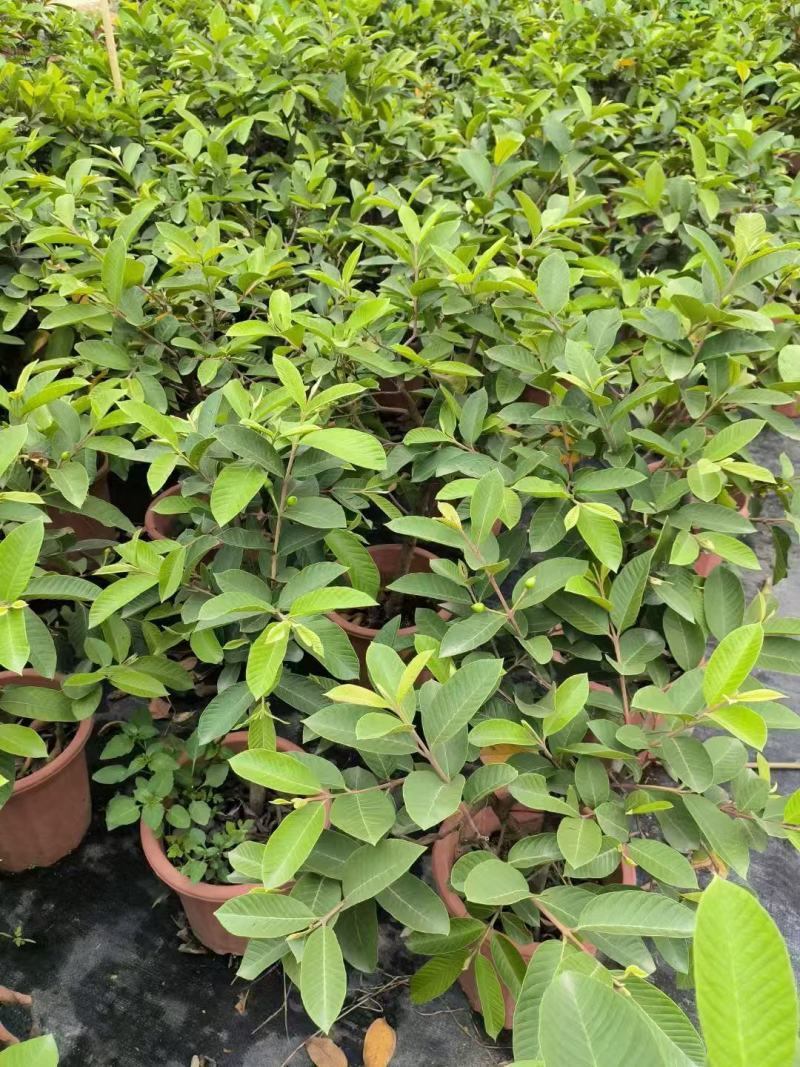 番石榴苗、大量供应各规格嫁接番石榴小苗
