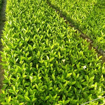 非洲茉莉各规格大量出售