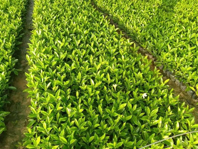非洲茉莉各规格大量出售