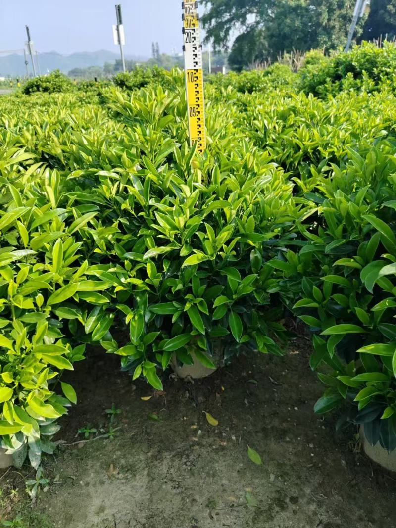 非洲茉莉各规格大量出售