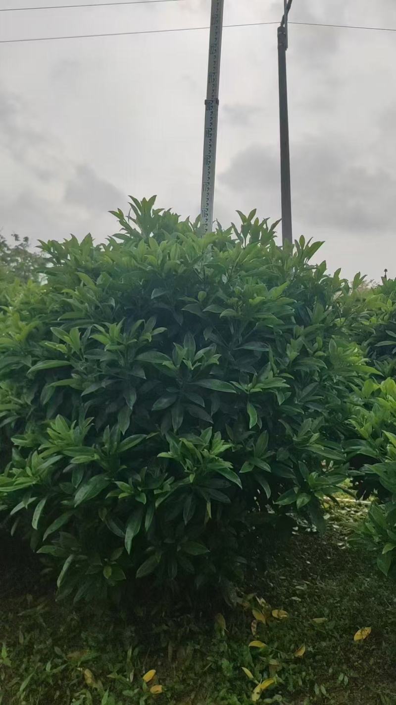 非洲茉莉各规格大量出售