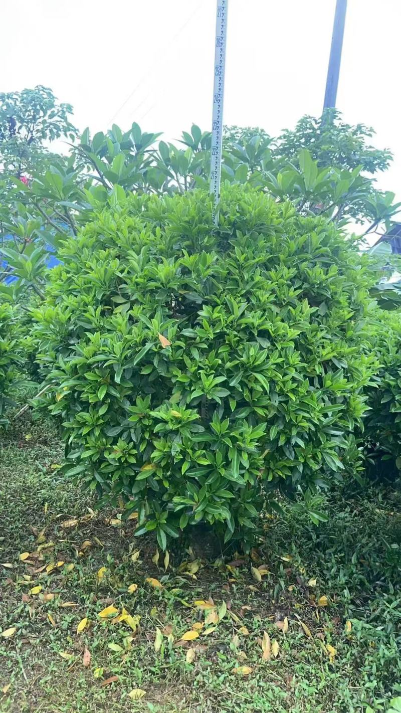非洲茉莉各规格大量出售