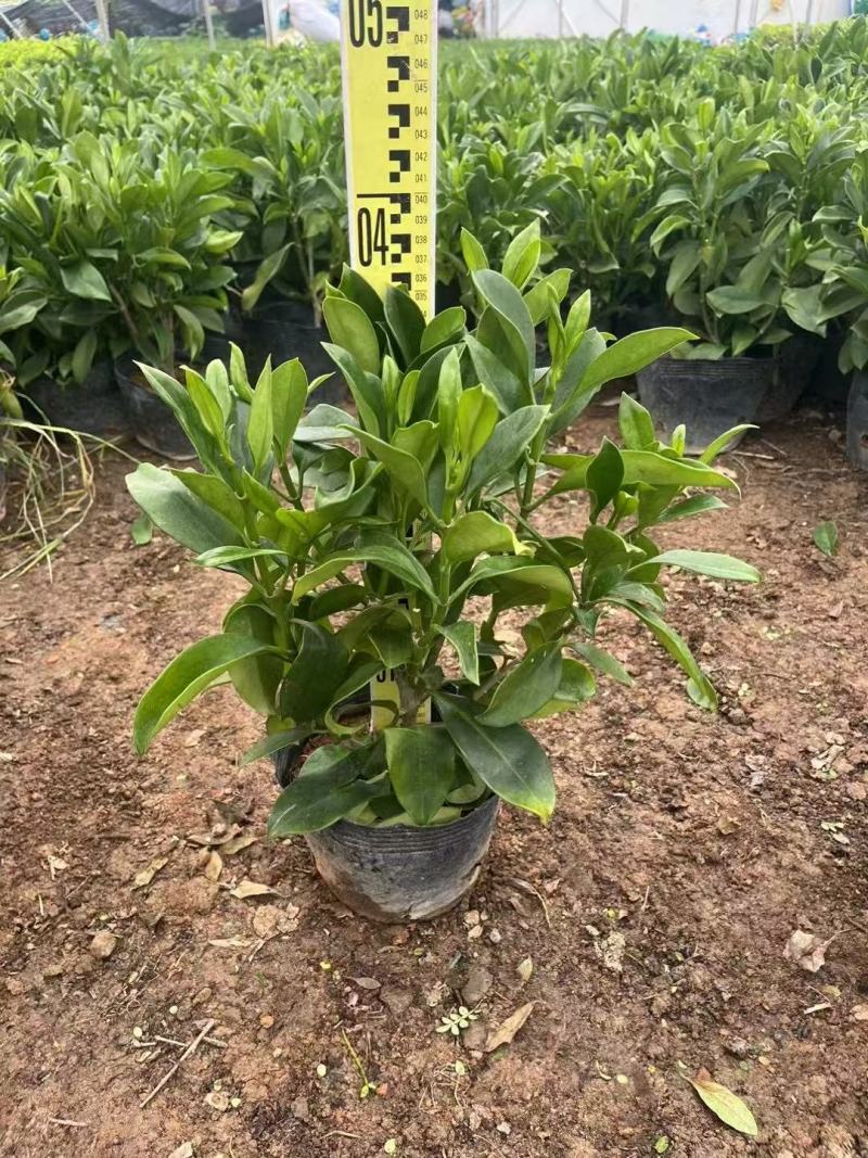 非洲茉莉各规格大量出售