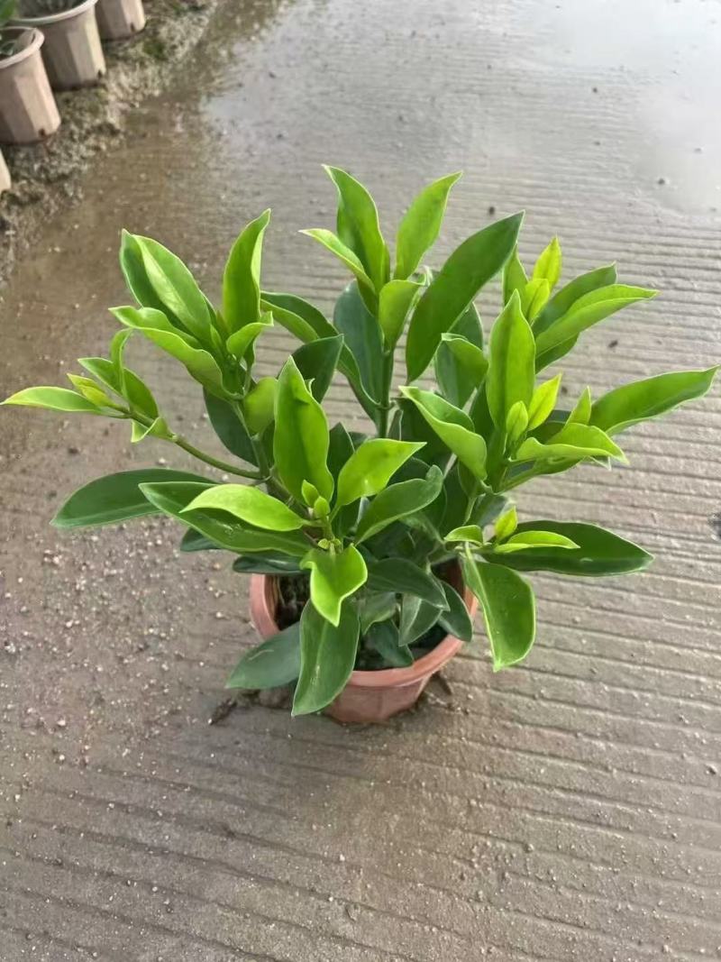 非洲茉莉各规格大量出售