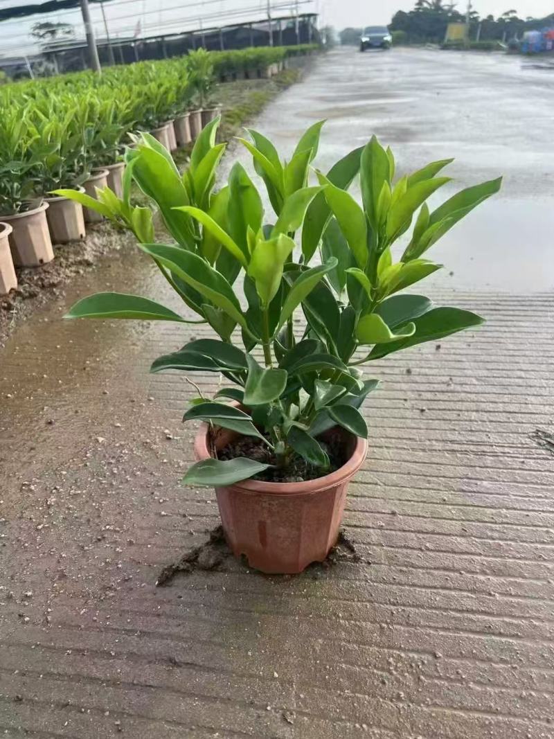 非洲茉莉各规格大量出售
