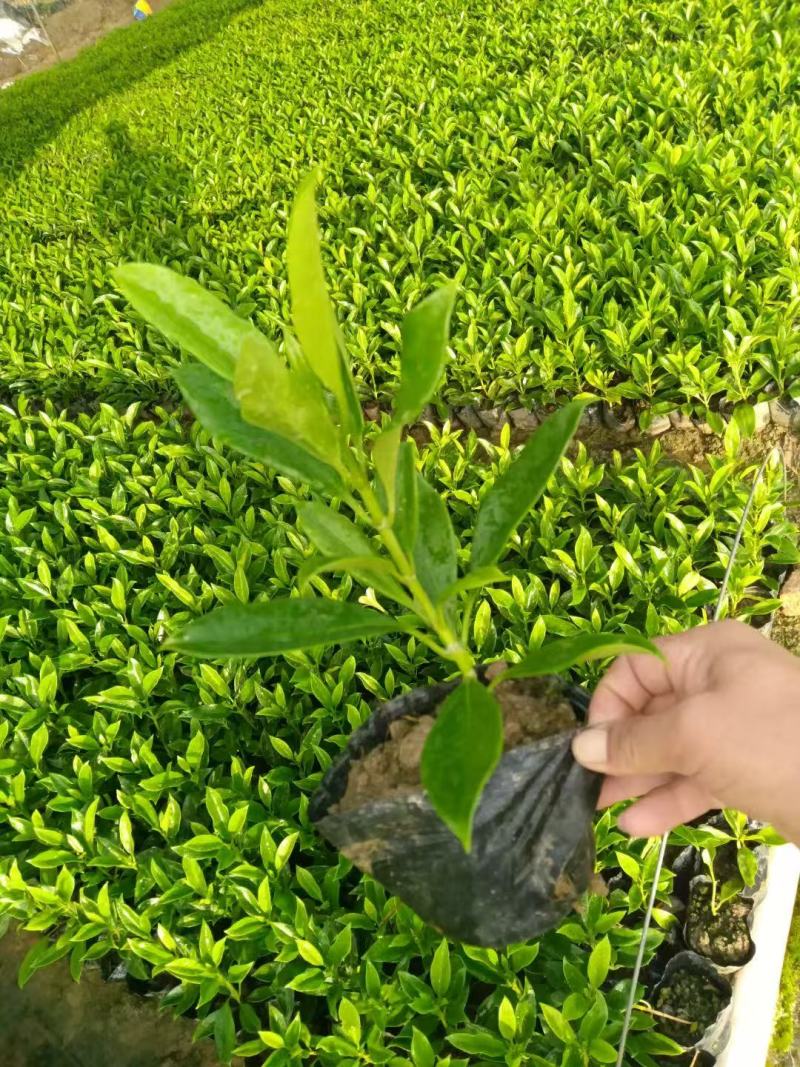 非洲茉莉各规格大量出售