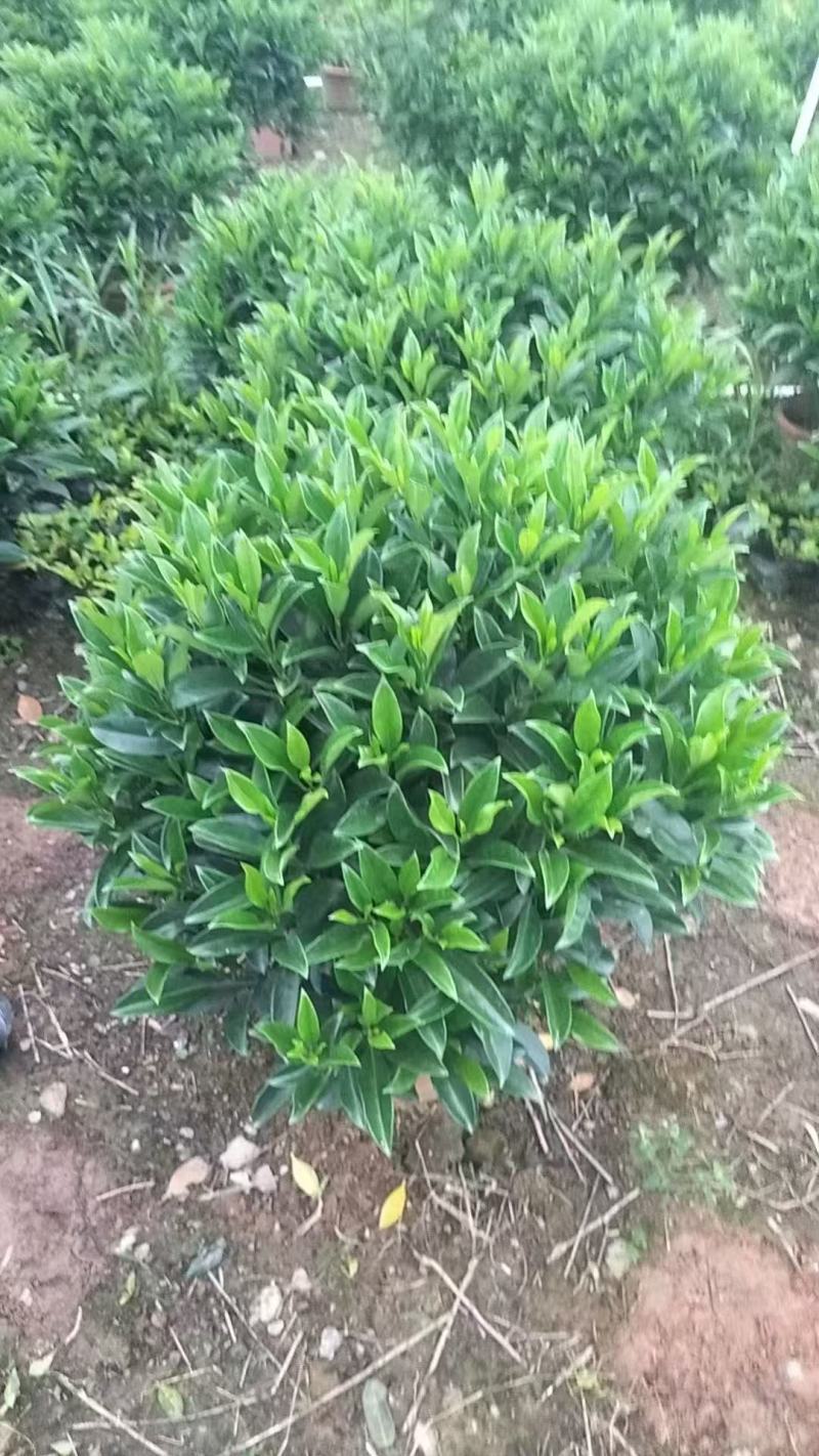非洲茉莉各规格大量出售