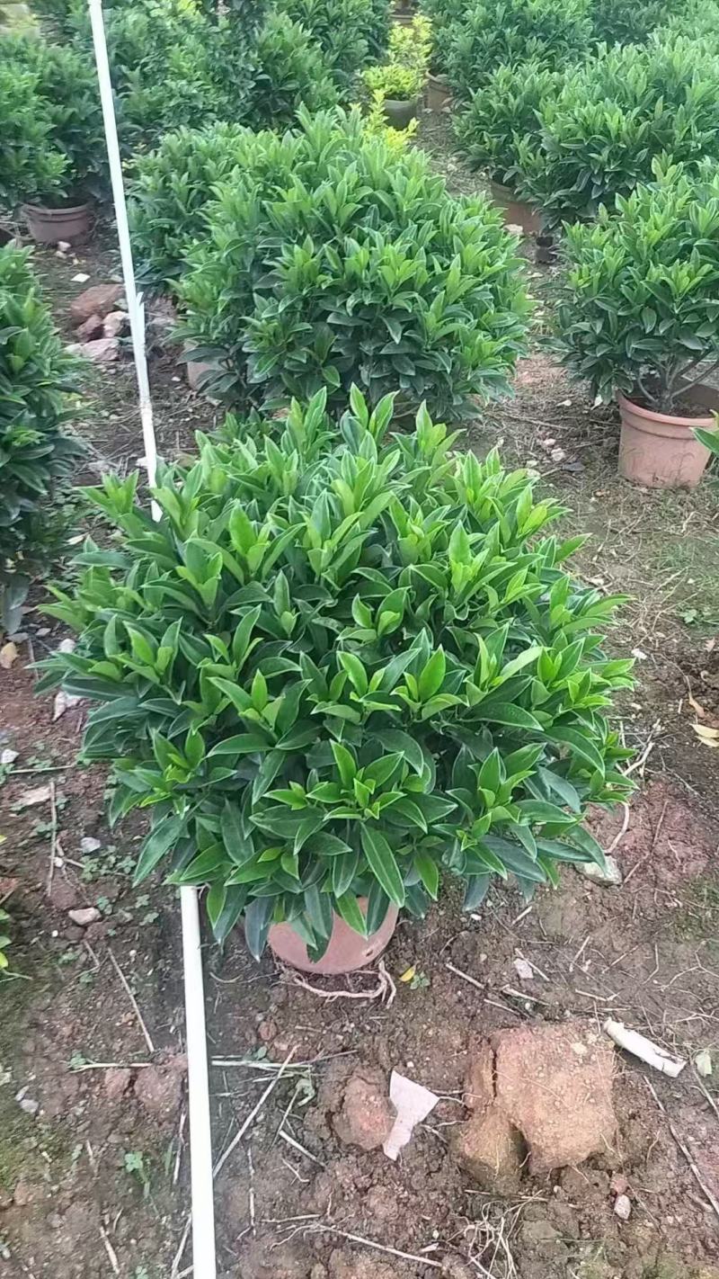 非洲茉莉各规格大量出售