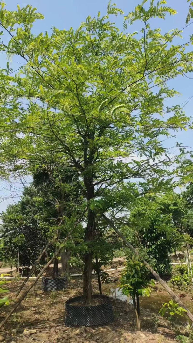 粉花山扁豆各规格大量供应