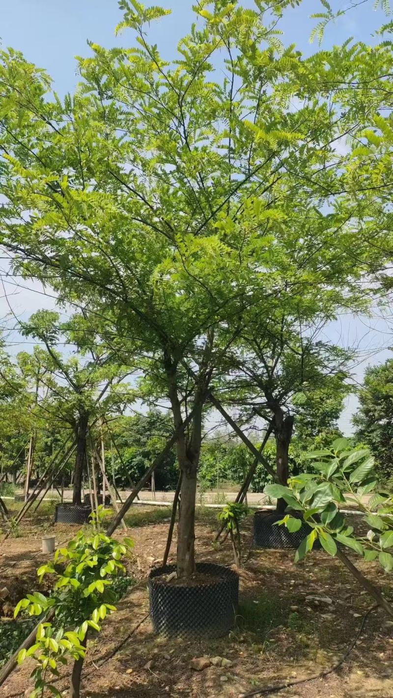粉花山扁豆各规格大量供应