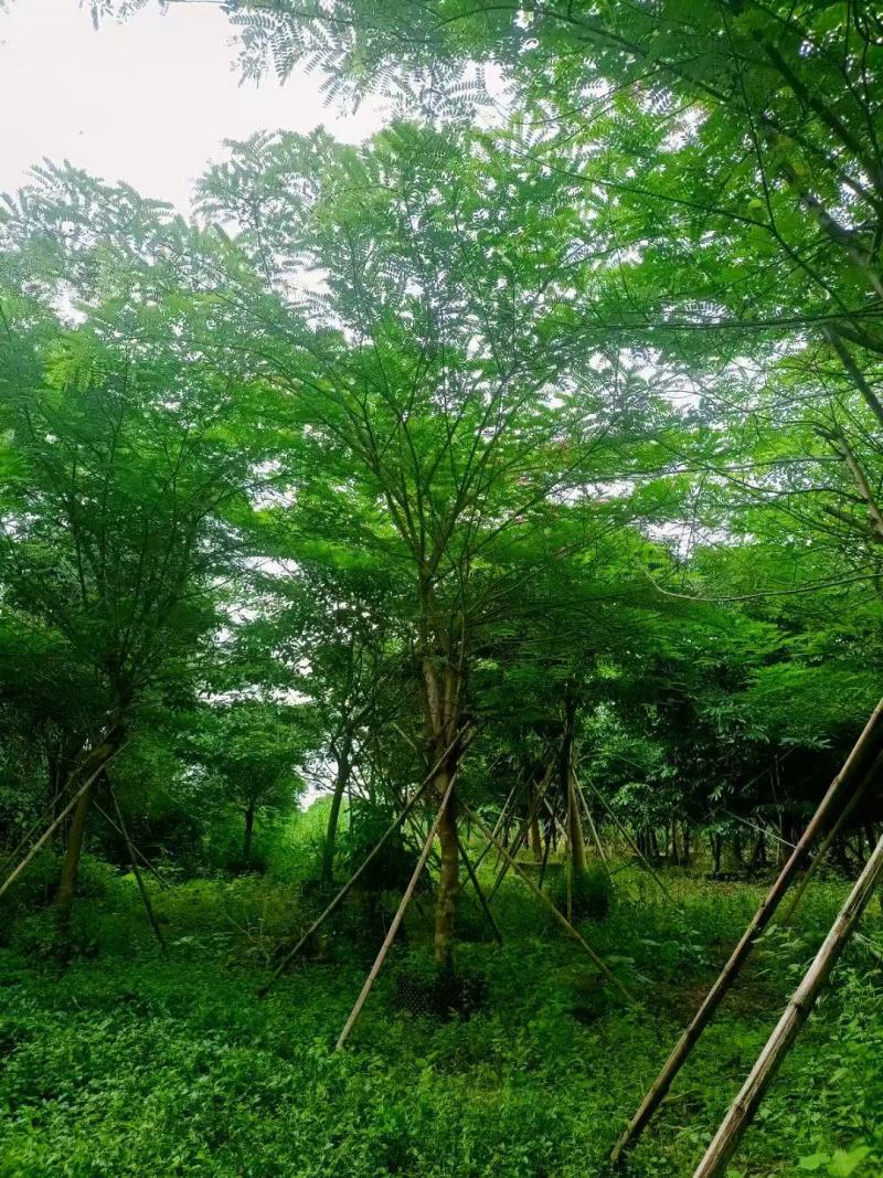 粉花山扁豆各规格大量供应