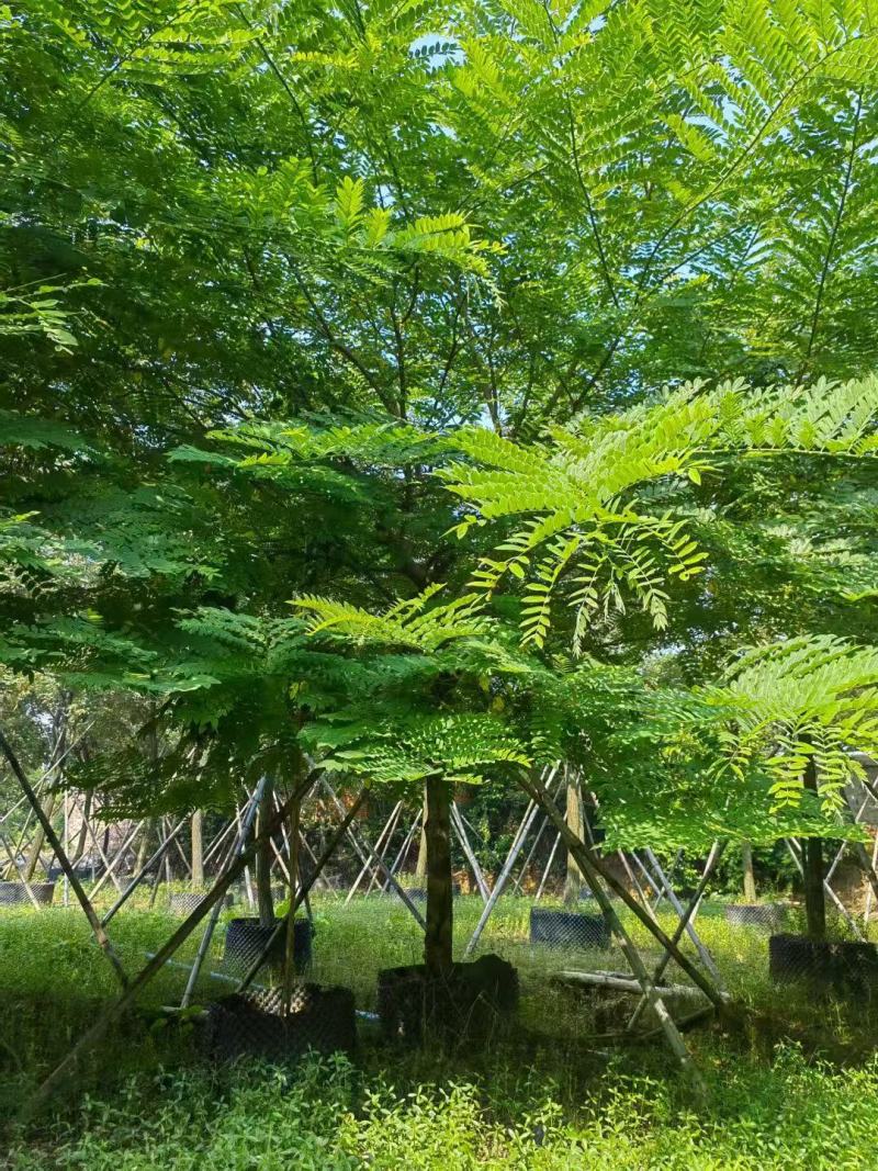 粉花山扁豆各规格大量供应