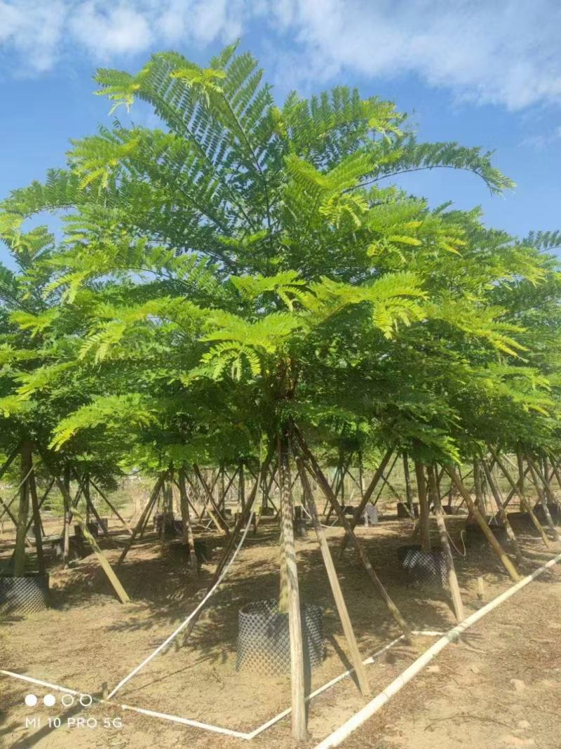 粉花山扁豆各规格大量供应