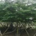 粉花山扁豆各规格大量供应