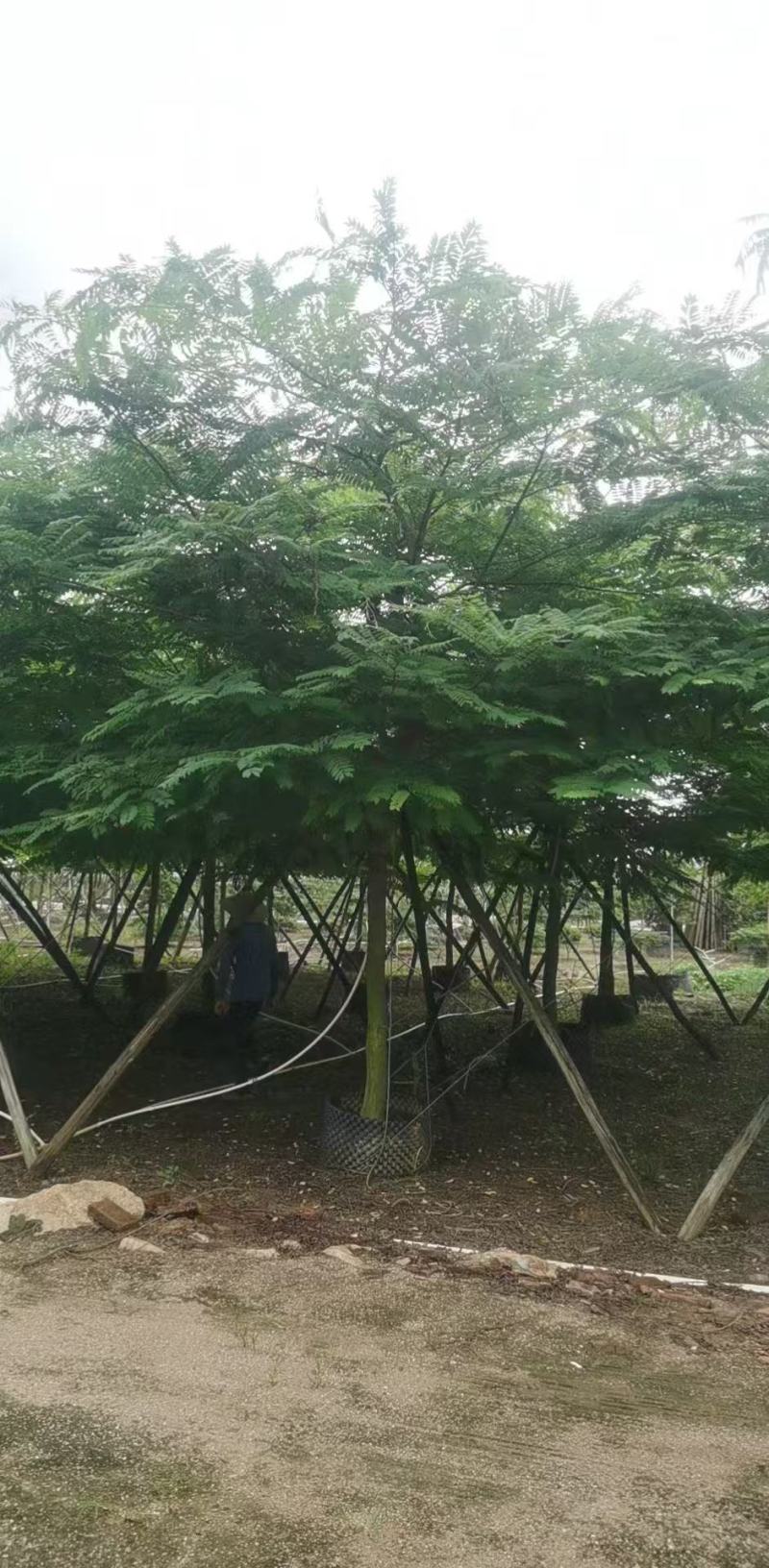 粉花山扁豆各规格大量供应