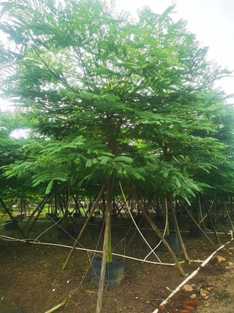 粉花山扁豆各规格大量供应