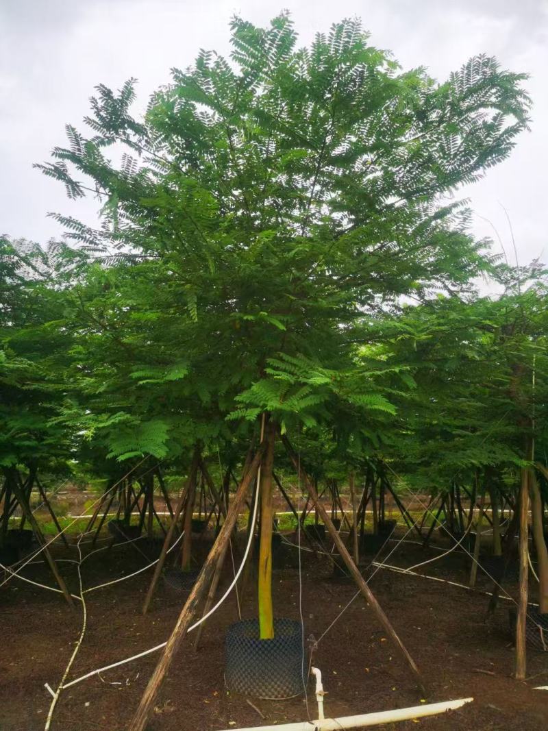 粉花山扁豆各规格大量供应