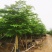粉花山扁豆各规格大量供应