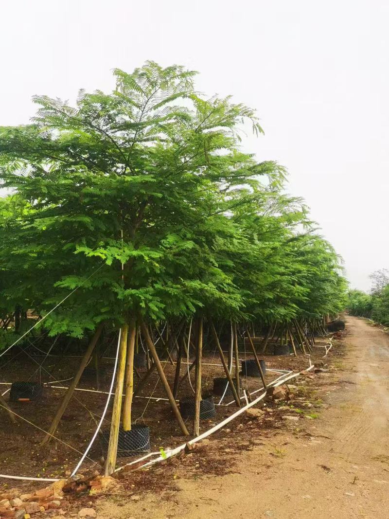 粉花山扁豆各规格大量供应
