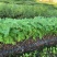 粉花山扁豆各规格大量供应