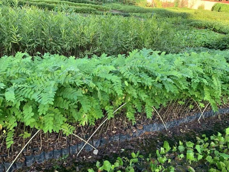 粉花山扁豆各规格大量供应