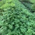 粉花山扁豆各规格大量供应