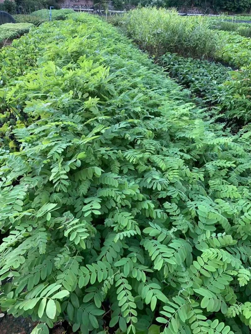 粉花山扁豆各规格大量供应