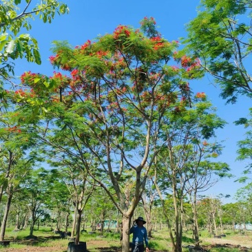 凤凰木、红花楹各规格大量低价出售