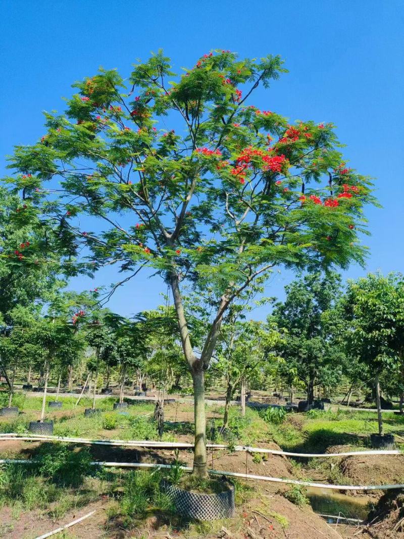 凤凰木、红花楹各规格大量低价出售