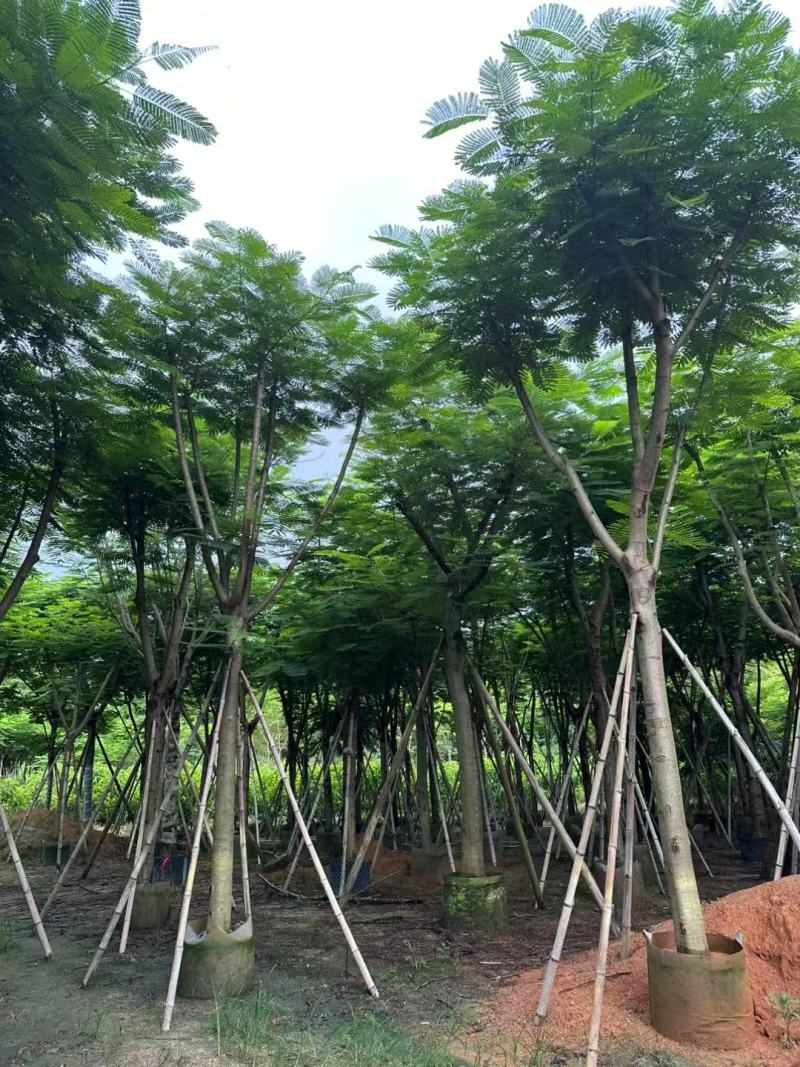 凤凰木、红花楹各规格大量低价出售