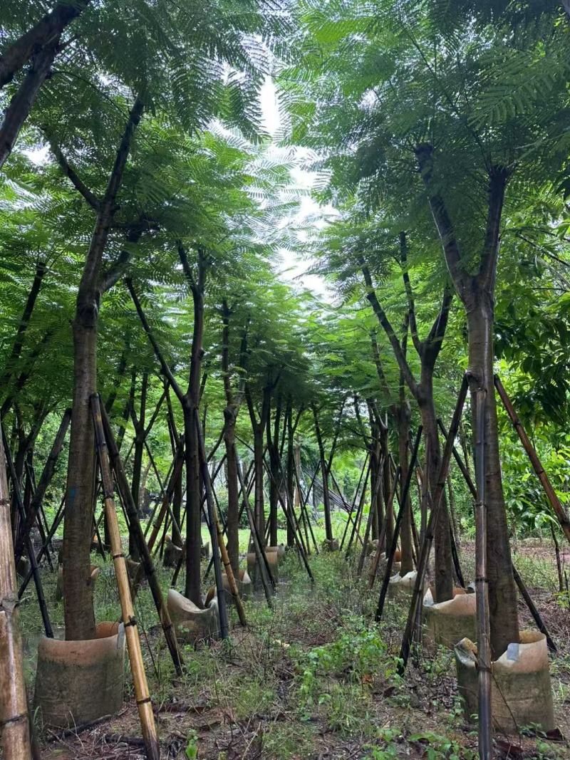 凤凰木、红花楹各规格大量低价出售