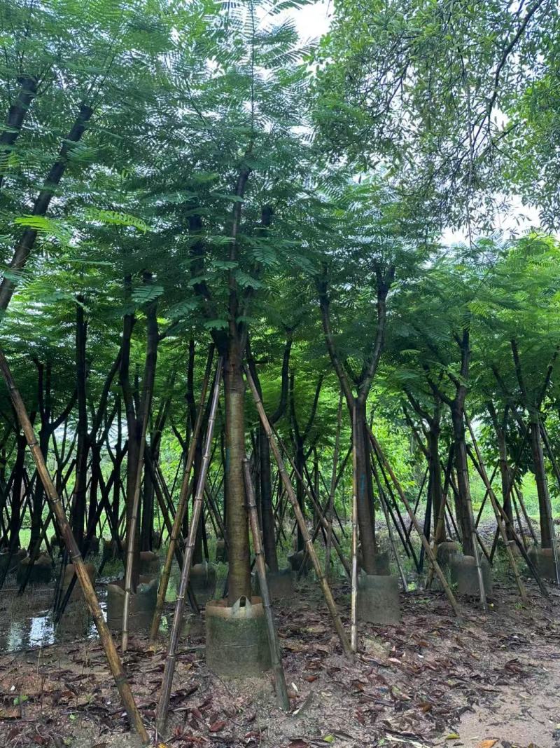 凤凰木、红花楹各规格大量低价出售