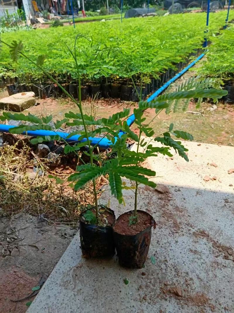 凤凰木、红花楹各规格大量低价出售