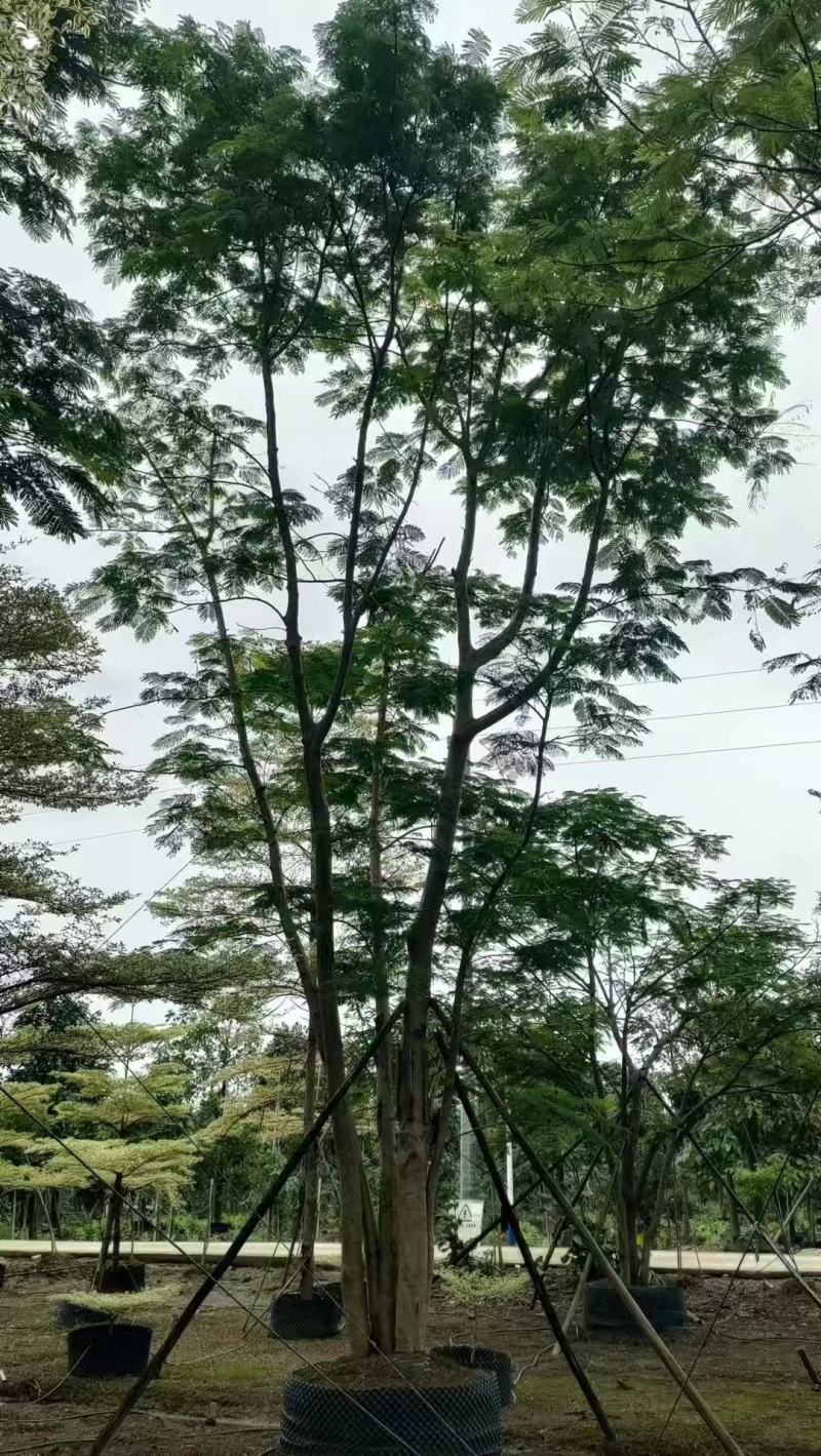 凤凰木、红花楹各规格大量低价出售